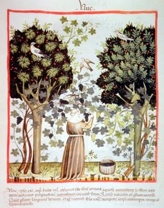 Nova 2644 fol.5r Récolte de raisins, Tacuinum Sanitatis - Italian School